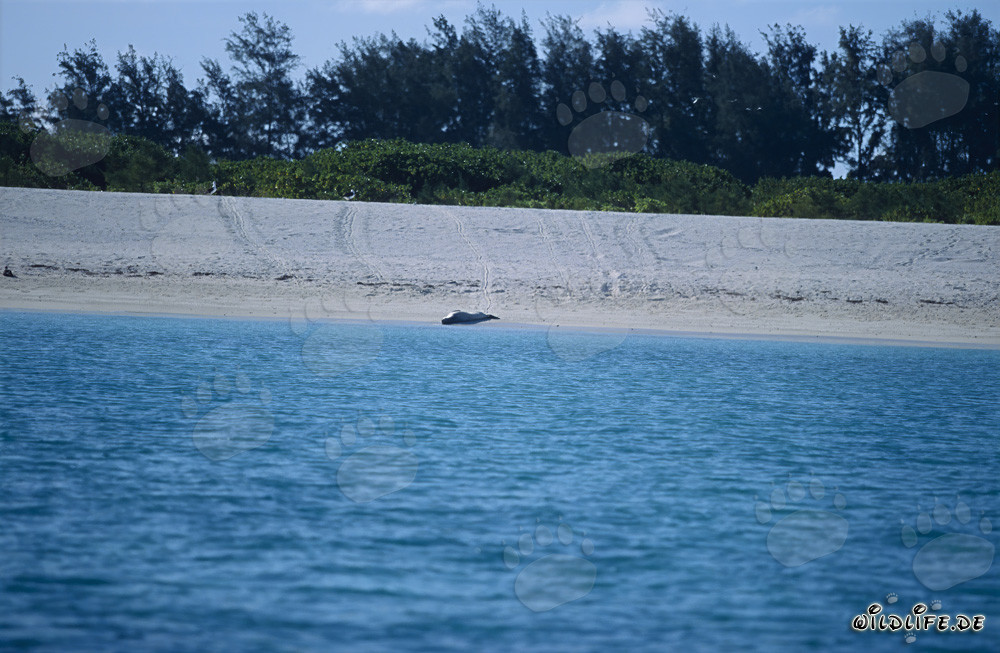 Foca monje hawaiana relajándose en la paradisíaca playa de Midway Atoll