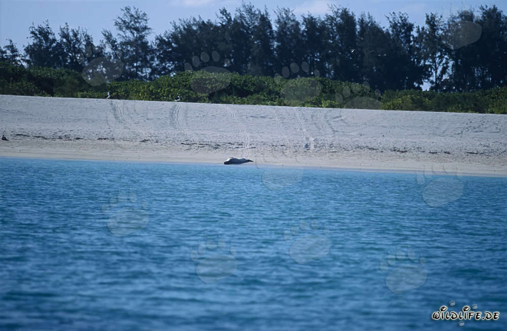 Hawaiian monk seal relaxing on the pristine beach of Midway Atoll