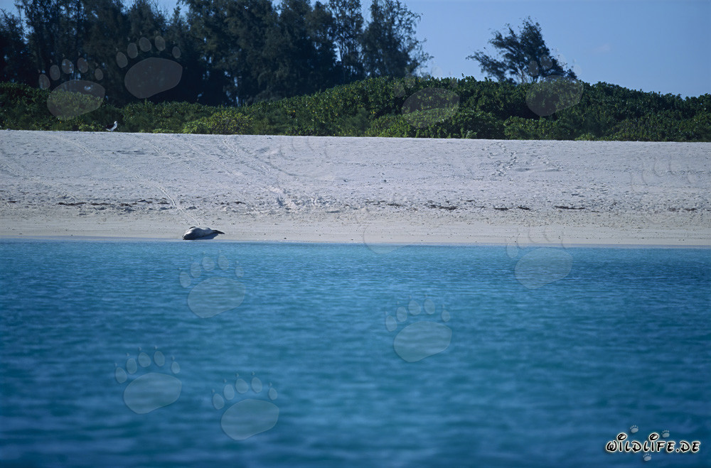 Hawaiian monk seal (Monachus schauinslandi)