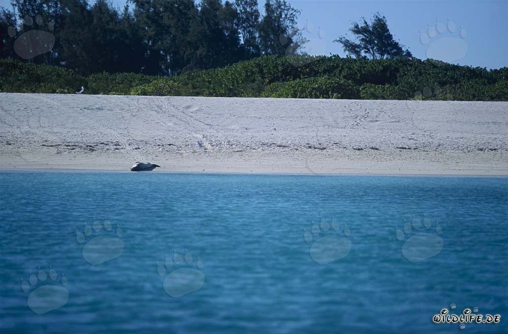 Phoque moine d'Hawaï sur la plage de sable
