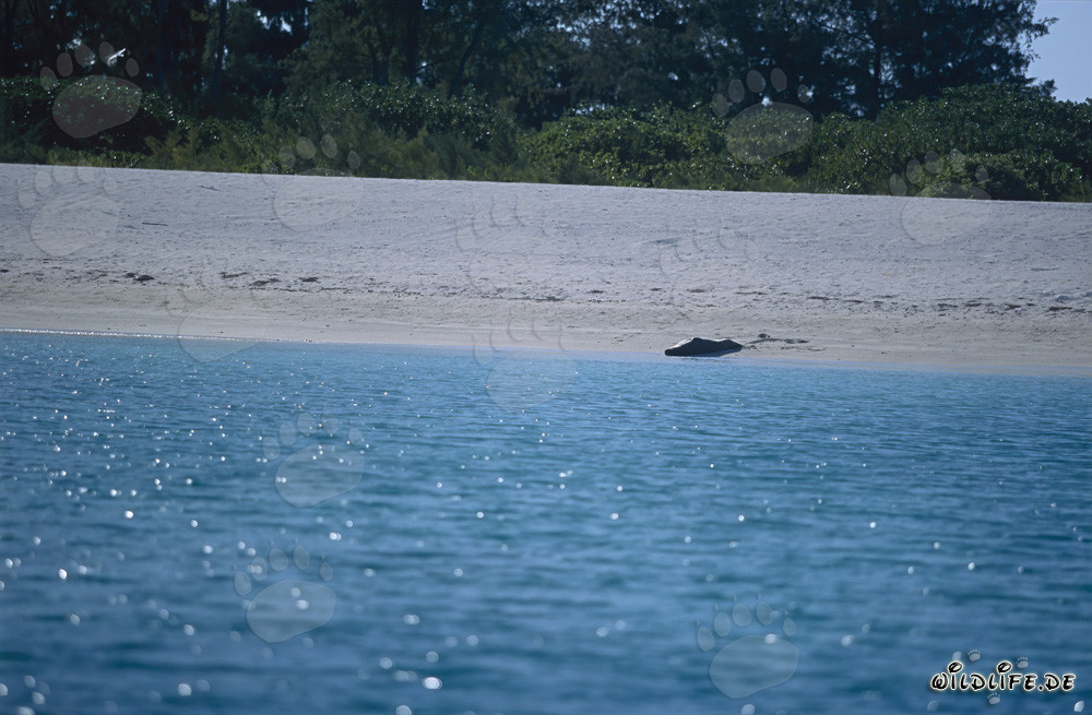 Foca monaca hawaiana prende il sole sulla spiaggia