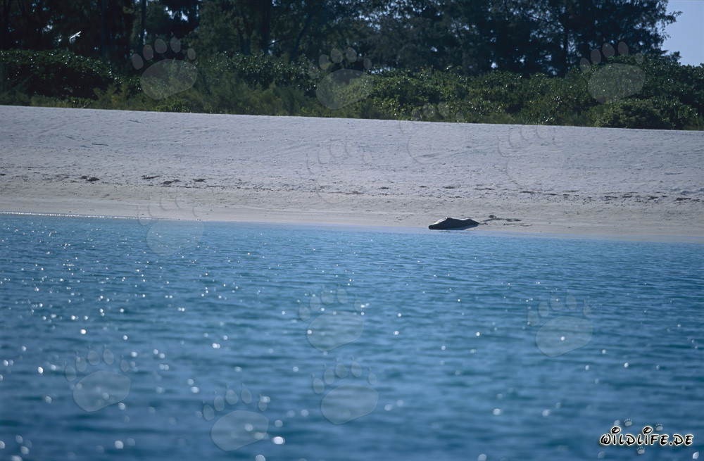Foca monje hawaiana tomando el sol en la playa