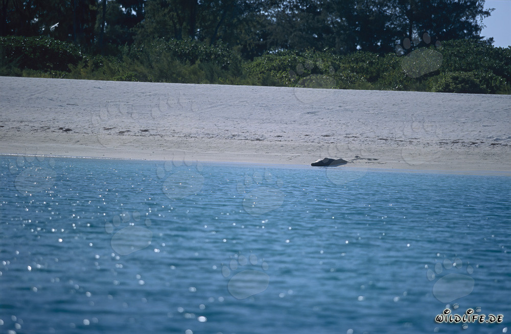 Hawaiian Monk Seal Sunbathing on the Beach