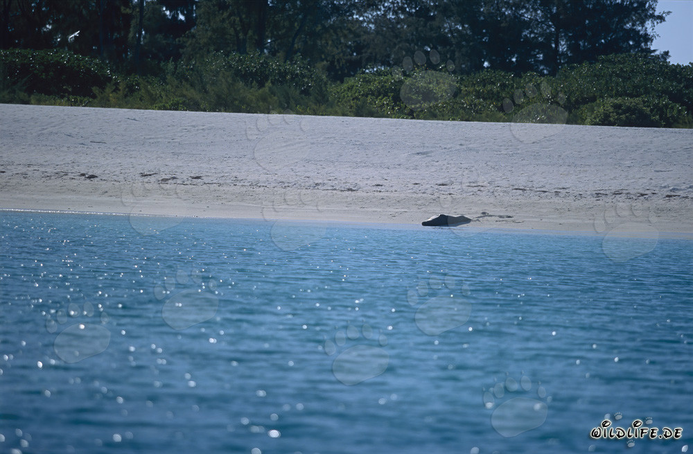 Hawaiianische Moenchsrobbe sonnt sich am Strand