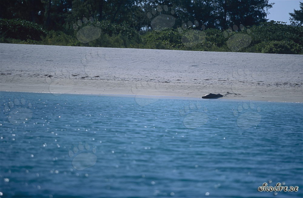 Foca monaca hawaiana sulla spiaggia