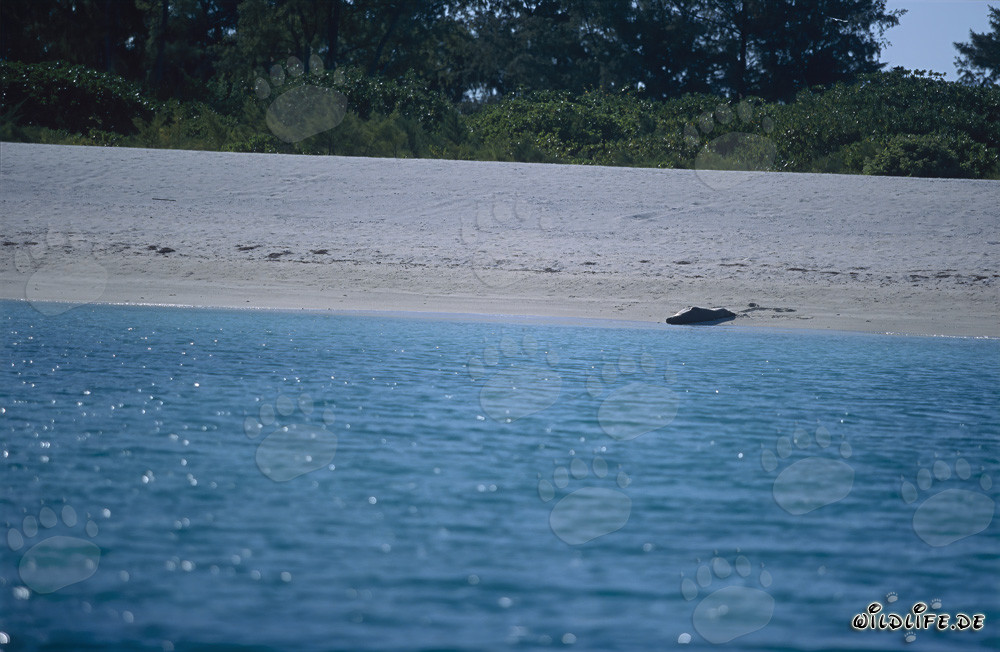 Foca monje hawaiana en la playa