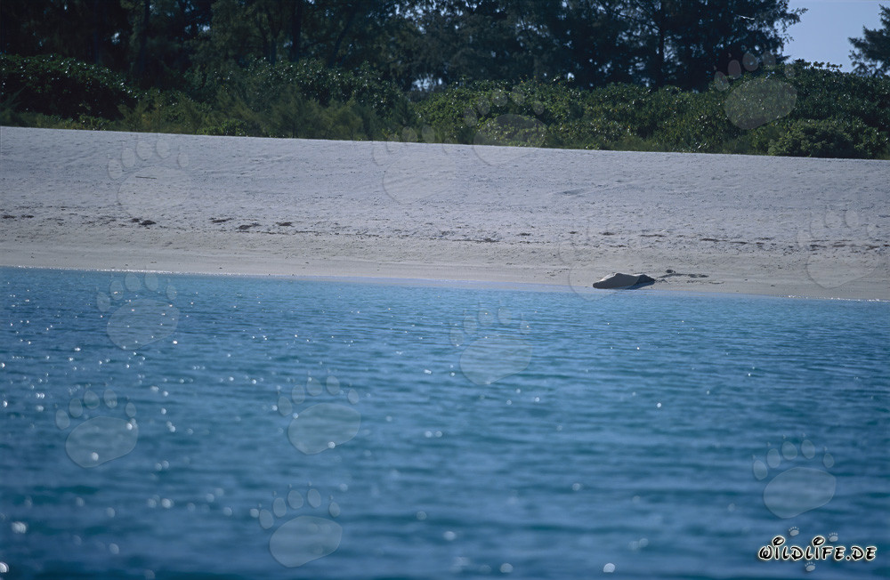 Hawaiian Monk Seal on the Beach