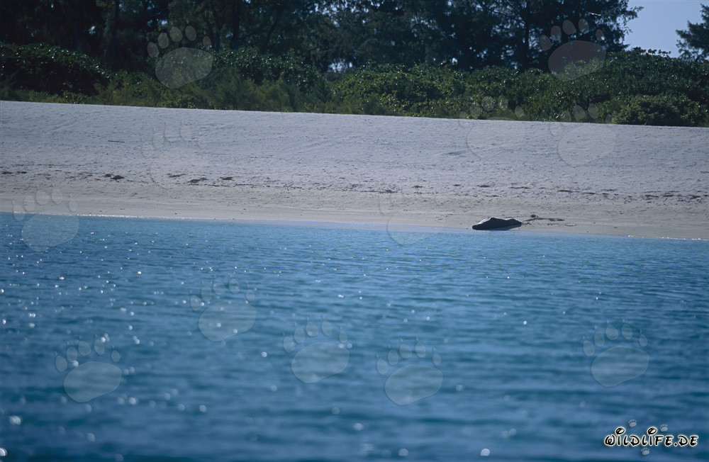 Hawaiianische Mönchsrobbe am Strand