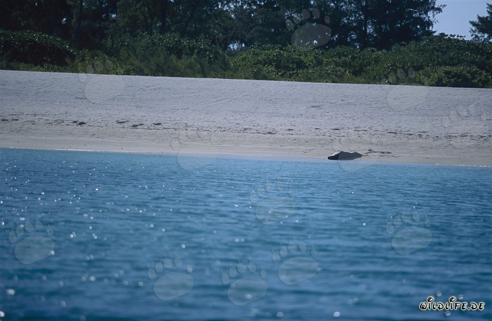 Phoque moine hawaïen sur la plage