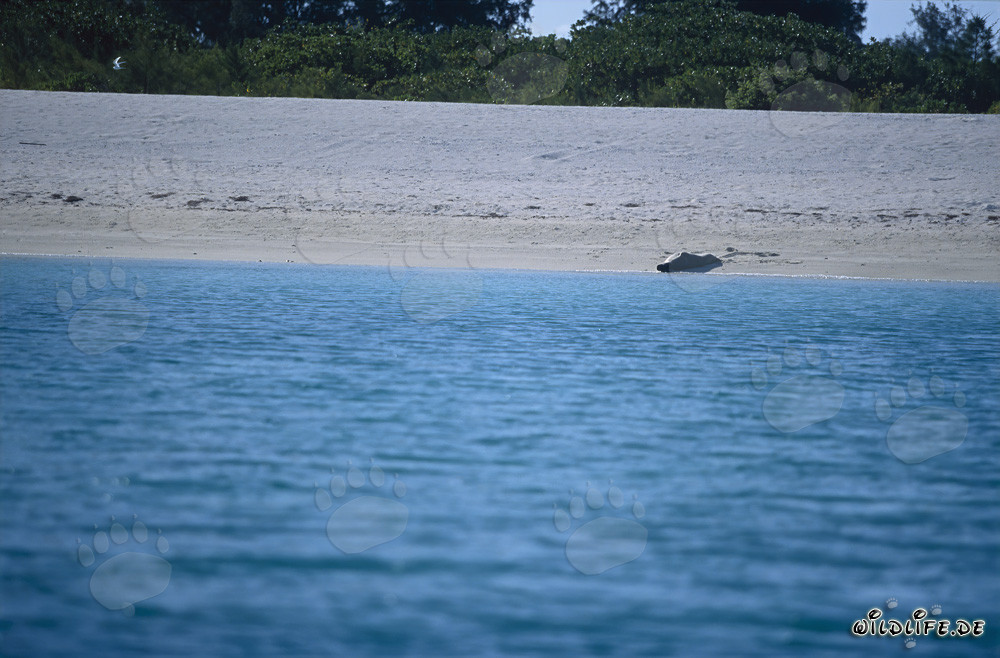 Foca monaca hawaiana sulla spiaggia