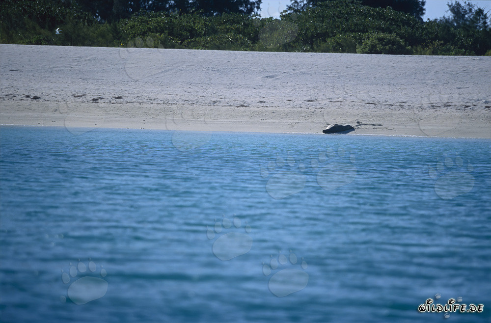 Foca monje hawaiana en la playa