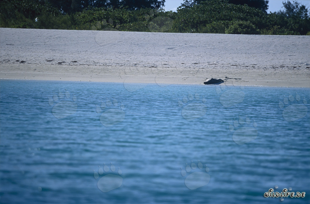 Hawaiian monk seal (Monachus schauinslandi)