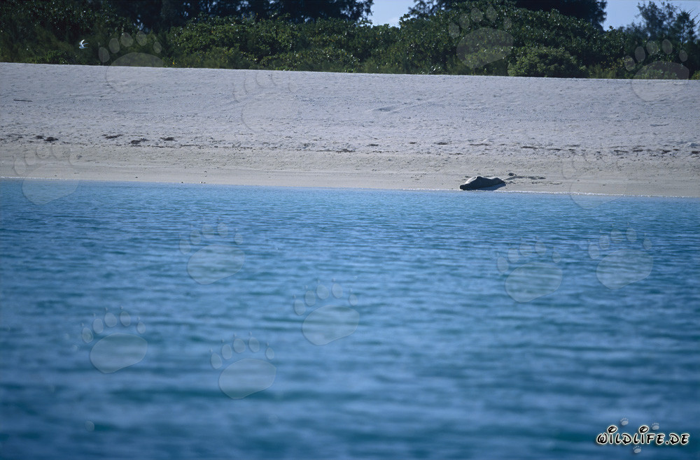 Hawaiianische Mönchsrobbe am Strand