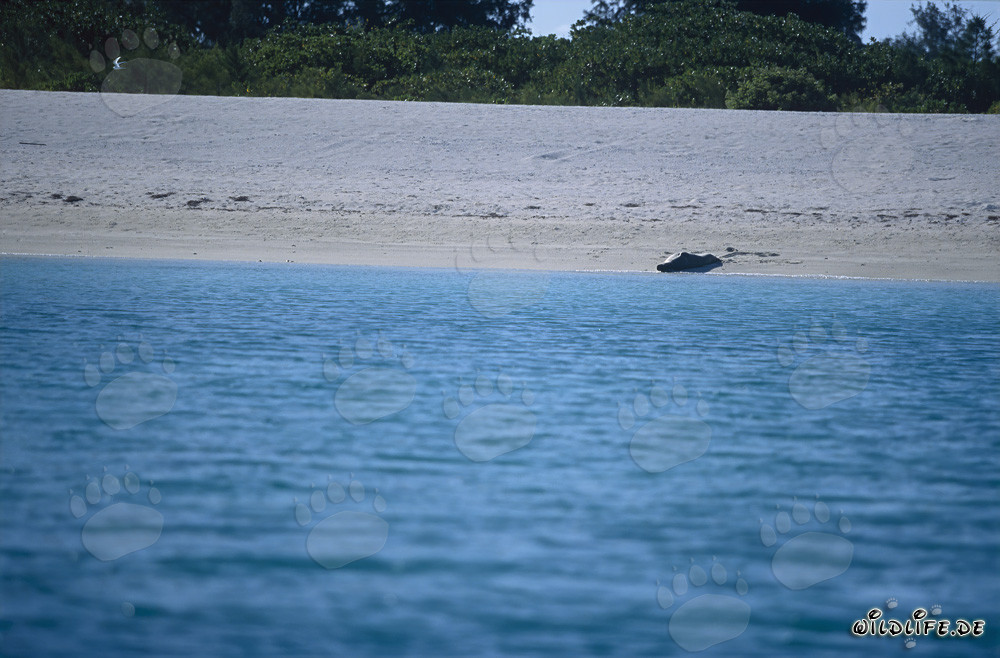Phoque moine hawaïen sur la plage