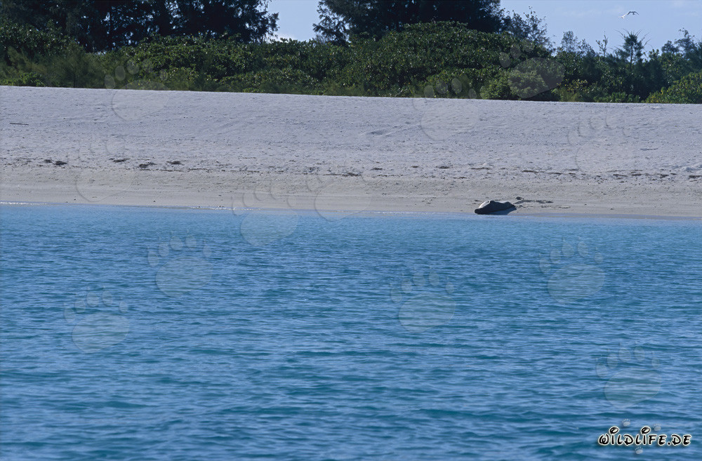 Foca monaca hawaiana si rilassa sulla spiaggia