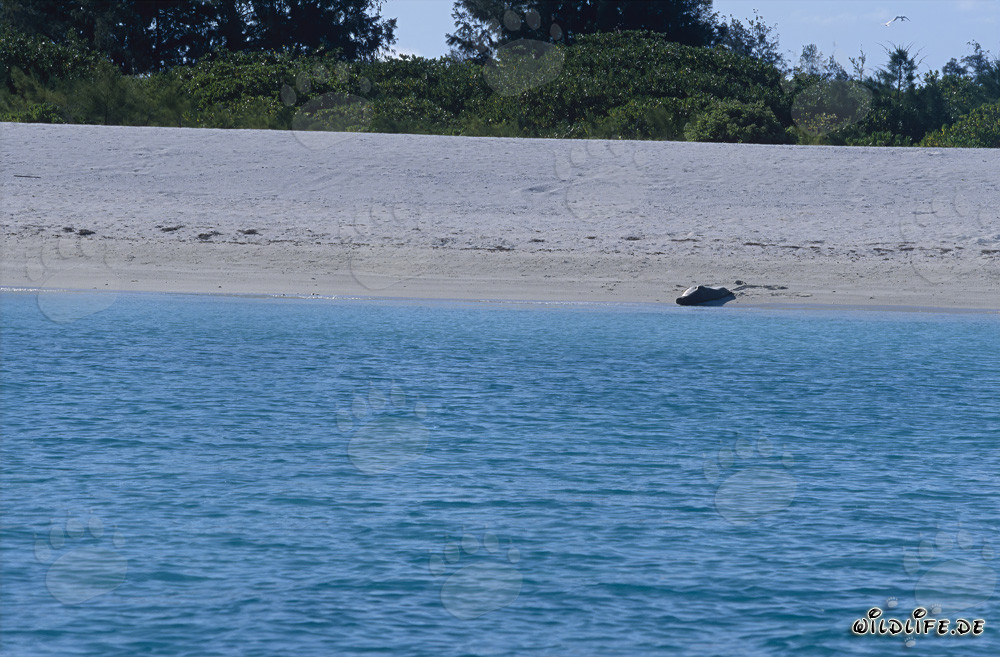 Hawaiian monk seal relaxing on the beach