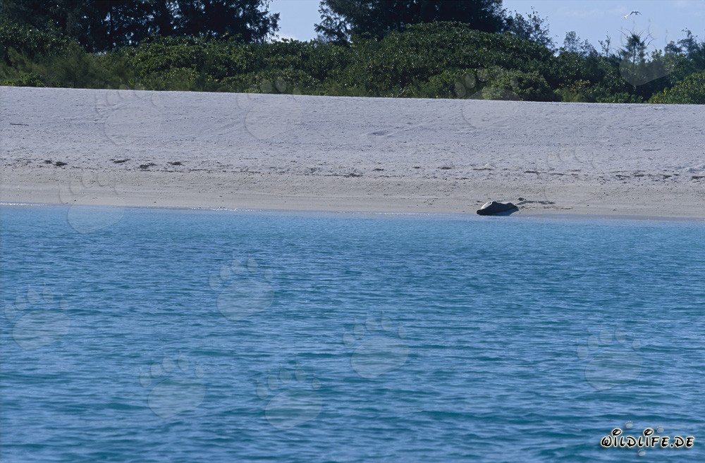 Hawaiianische Moenchsrobbe entspannt sich am Strand