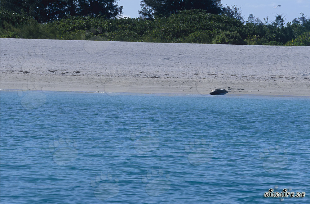 Phoque moine hawaïen se détend sur la plage