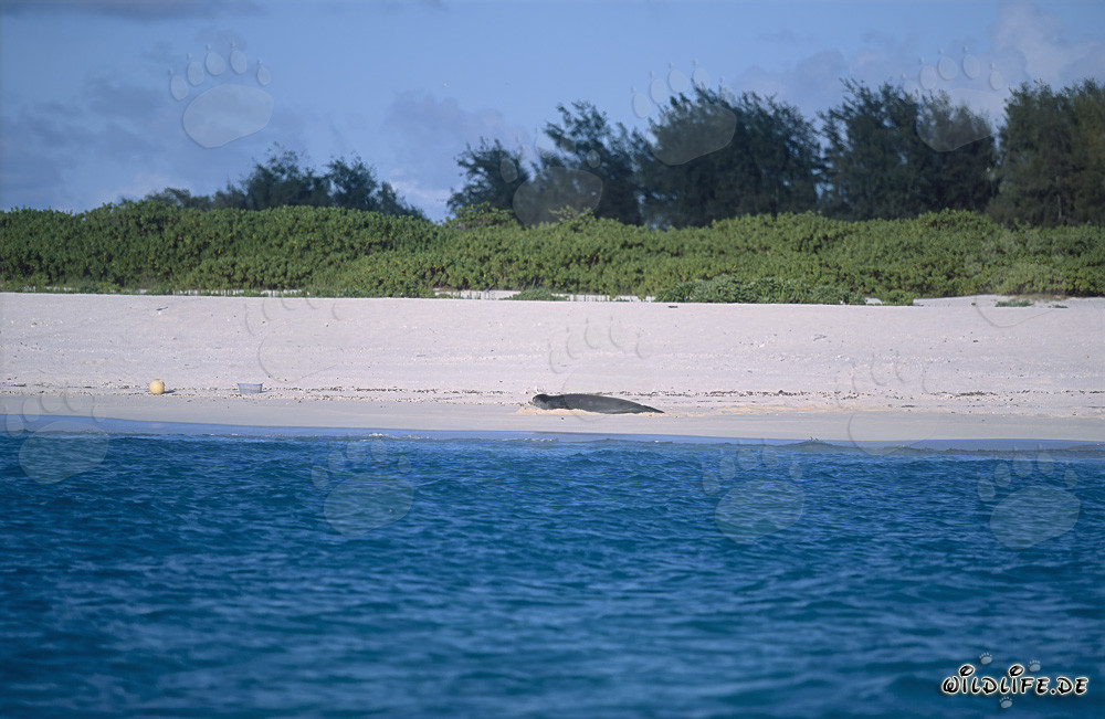Foca monaca hawaiana - Abitanti maestosi delle isole Midway