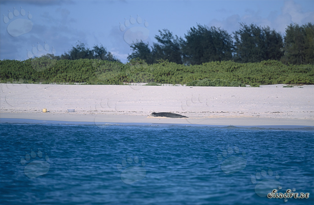 Foca monje hawaiana - Habitantes majestuosos de las islas Midway