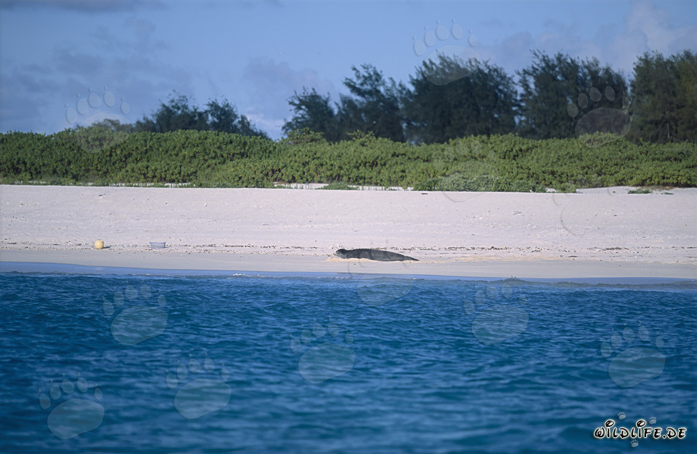 Hawaiian Monk Seal - Majestic Inhabitants of the Midway Islands
