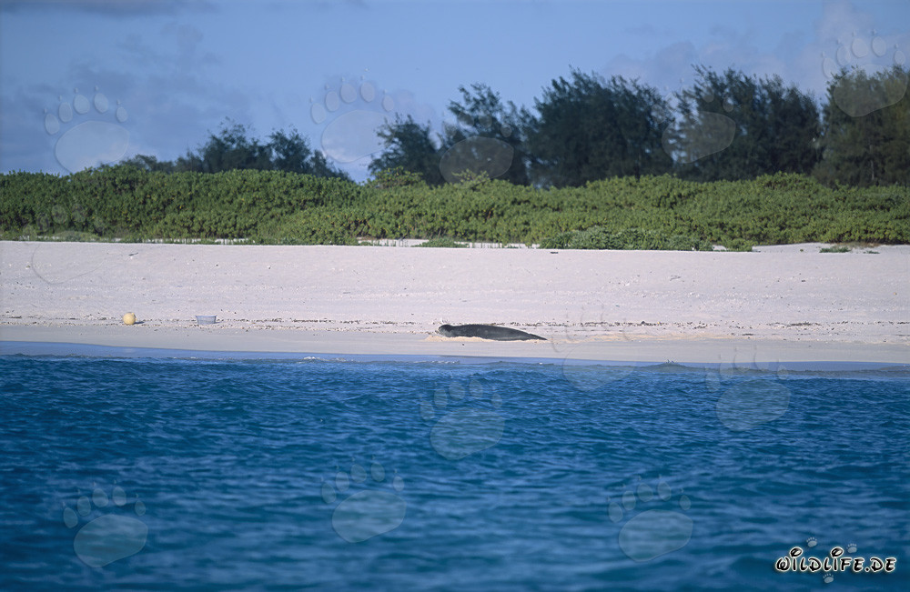 Phoque moine d'Hawaï - Habitants majestueux des îles Midway