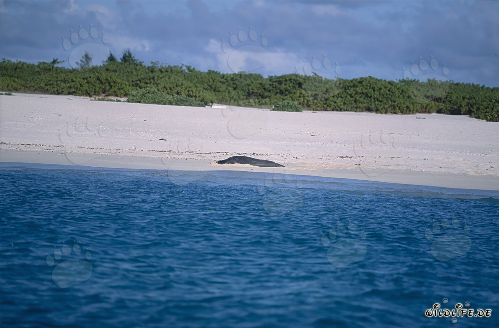 Foca monaca hawaiana rilassata sulla pittoresca spiaggia di Midway
