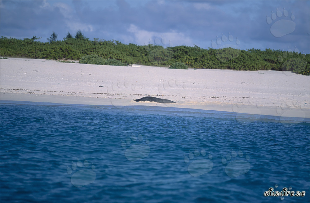 Hawaiian monk seal relaxing on the picturesque beach of Midway