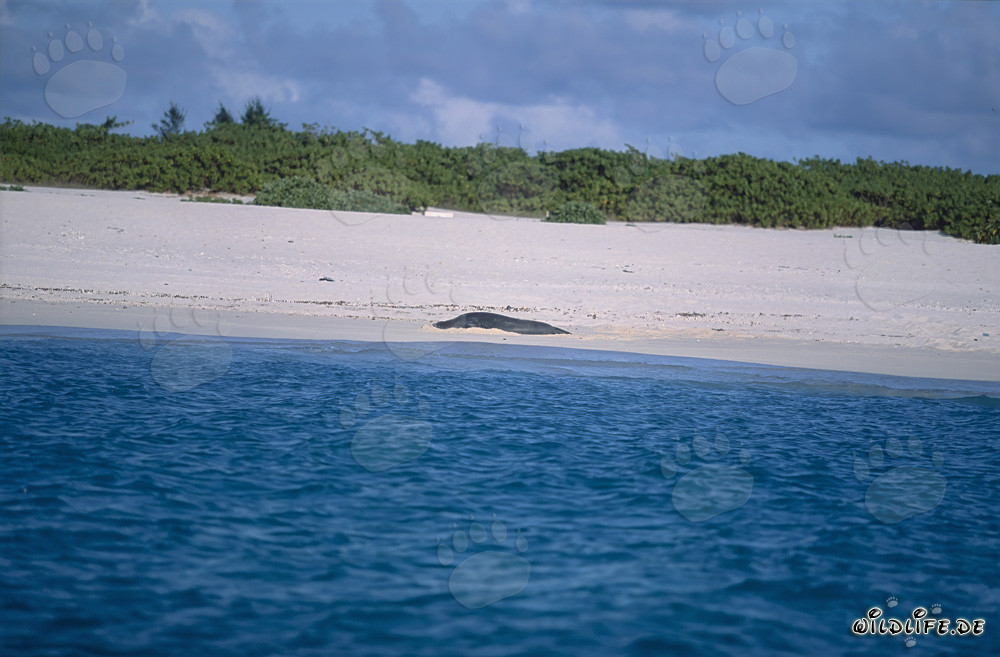 Hawaiianische Moenchsrobbe entspannt am malerischen Strand von Midway
