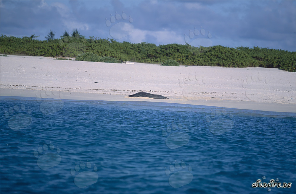 Phoque moine d'Hawaï se détend sur la pittoresque plage de Midway