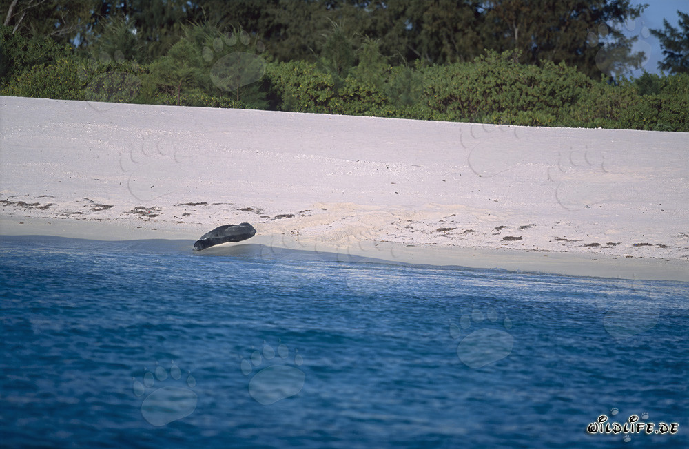 Foca monaca hawaiana riposa su una pittoresca spiaggia di sabbia