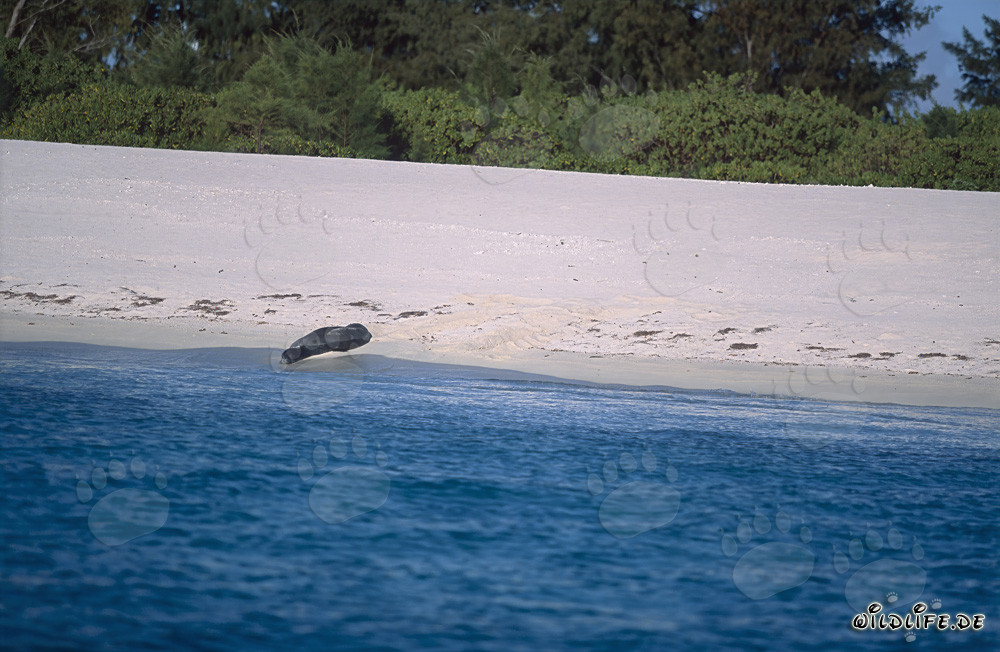 Foca monje hawaiana descansando en una pintoresca playa de arena