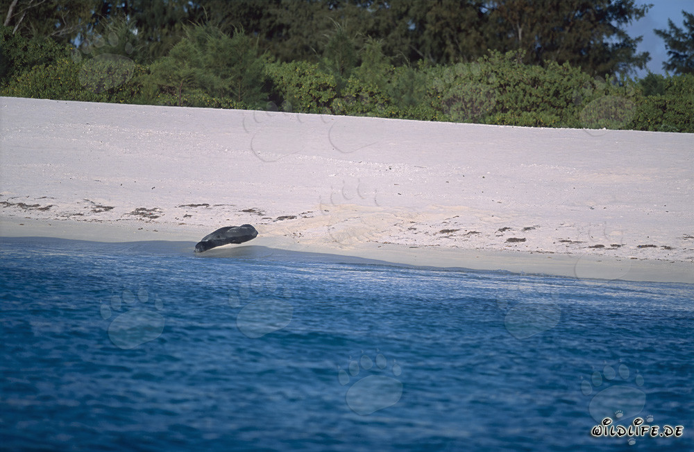 Hawaiian Monk Seal Resting on the Idyllic Sandy Beach