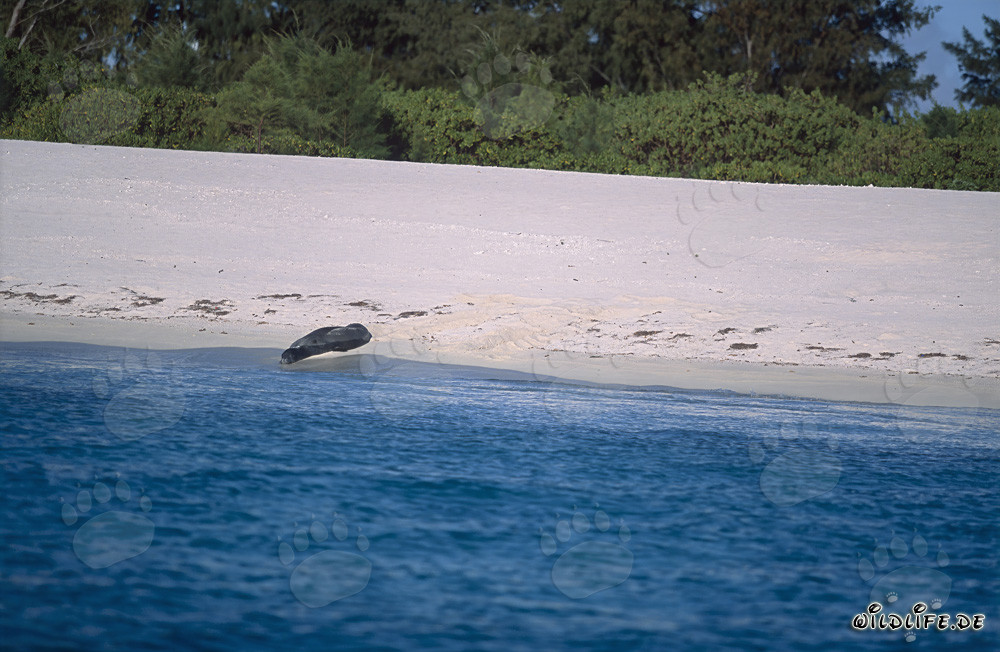 Hawaiianische Mönchsrobbe ruht sich am malerischen Sandstrand aus