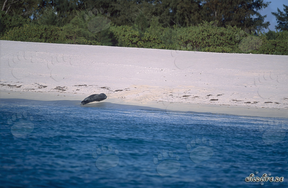 Phoque moine hawaïen se repose sur une plage de sable pittoresque