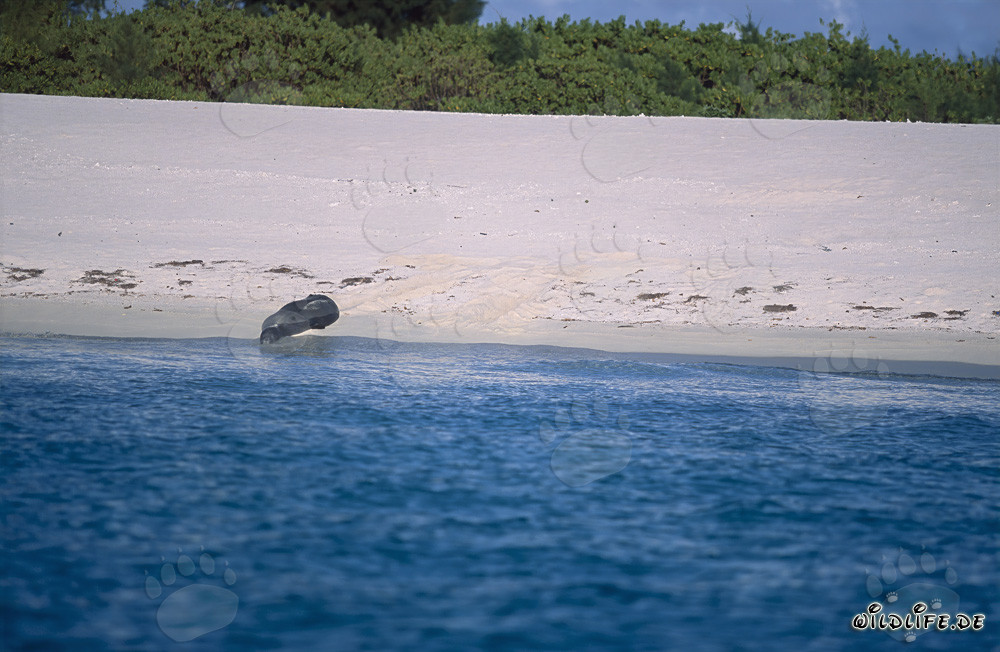 Foca monaca hawaiana sulla spiaggia