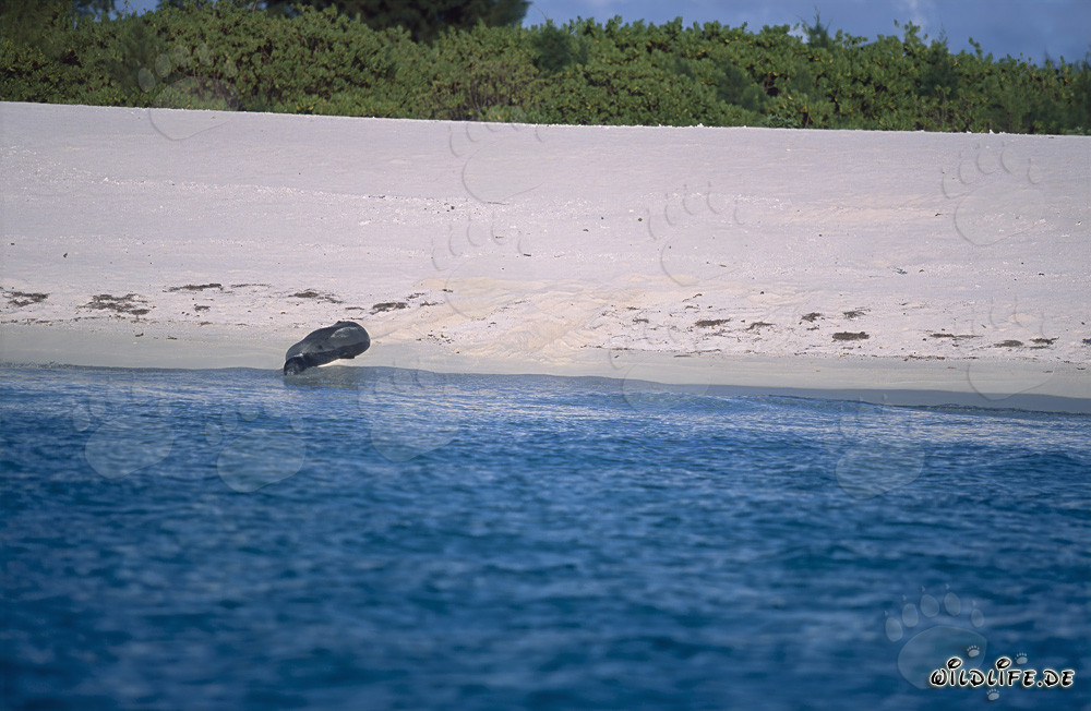 Foca monje hawaiana en la playa