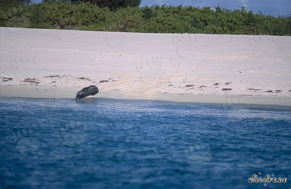 Hawaiian Monk Seal on the Beach