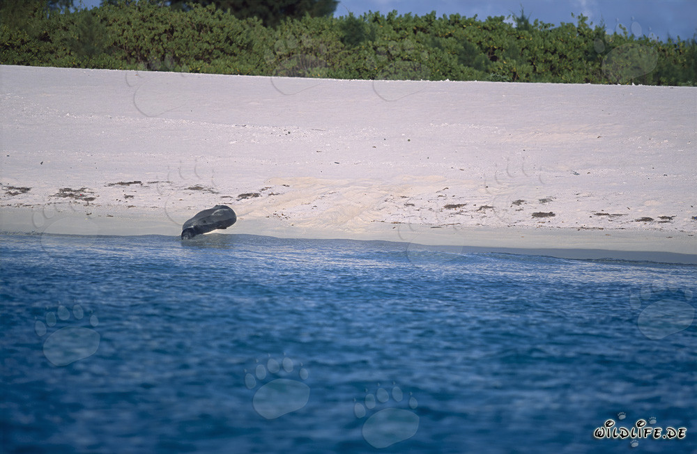 Hawaiianische Mönchsrobbe am Strand