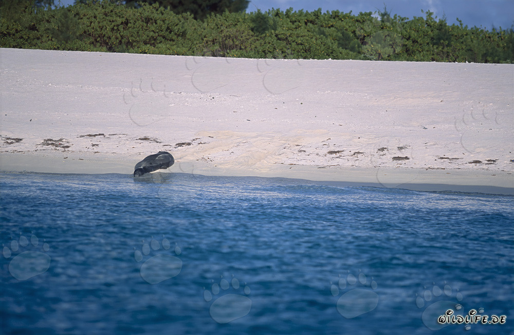 Phoque moine hawaïen sur la plage