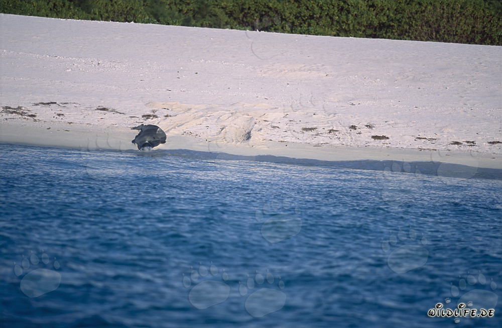 Foca monaca hawaiana ritorna in acqua
