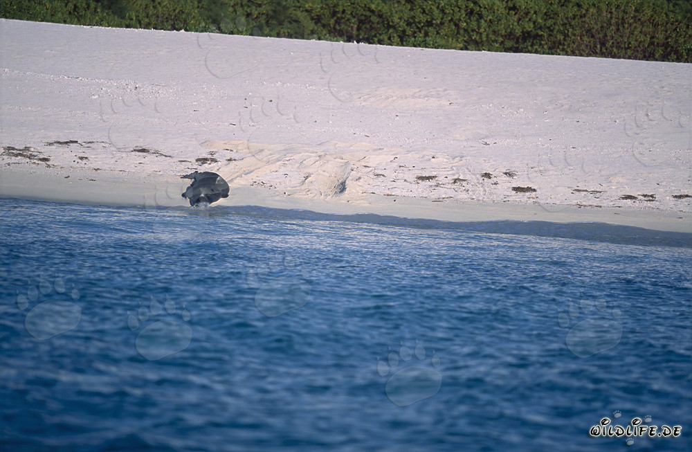 Foca monje hawaiana vuelve al agua