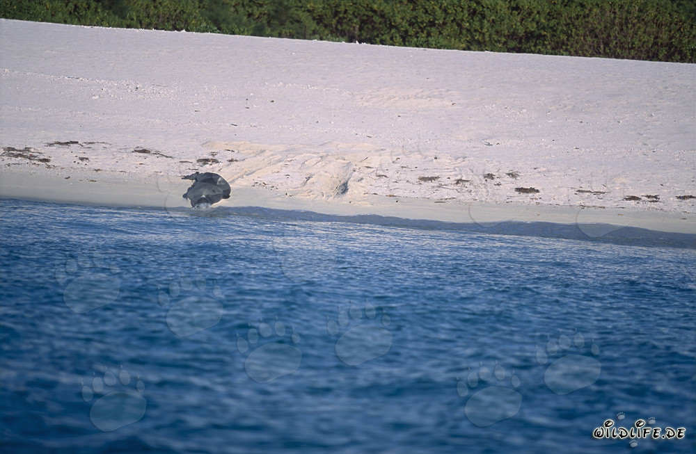 Hawaiianische Moenchsrobbe kehrt ins Wasser zurueck