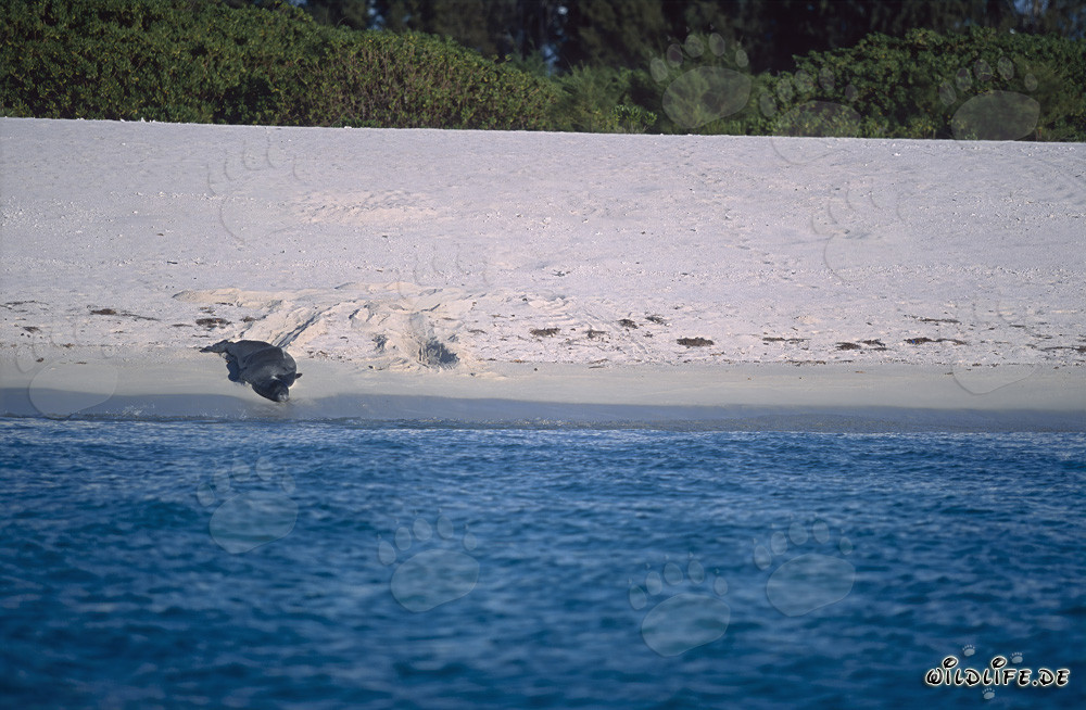 Foca monaca hawaiana in cammino verso l'acqua