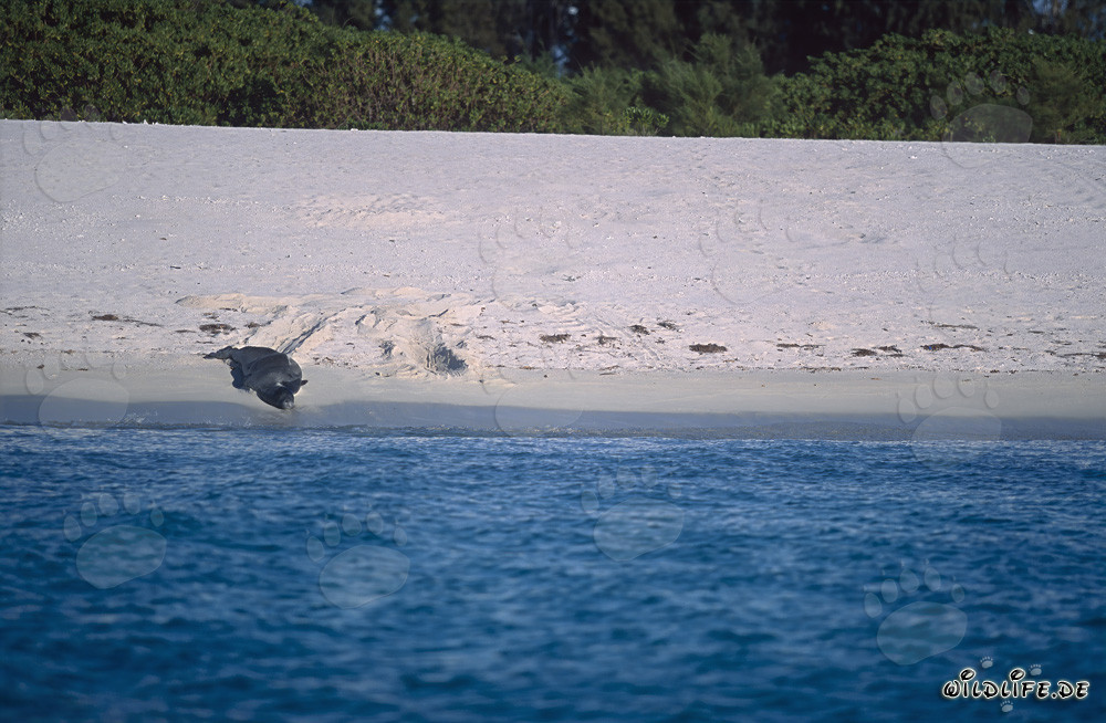Foca monje hawaiana camino del agua
