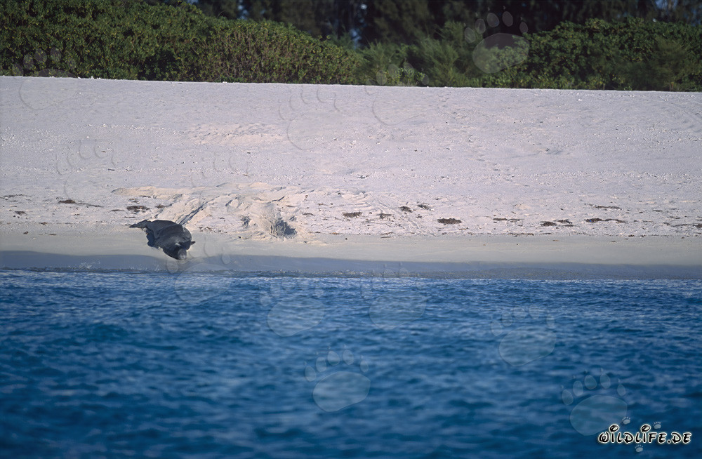 Hawaiian monk seal (Monachus schauinslandi)
