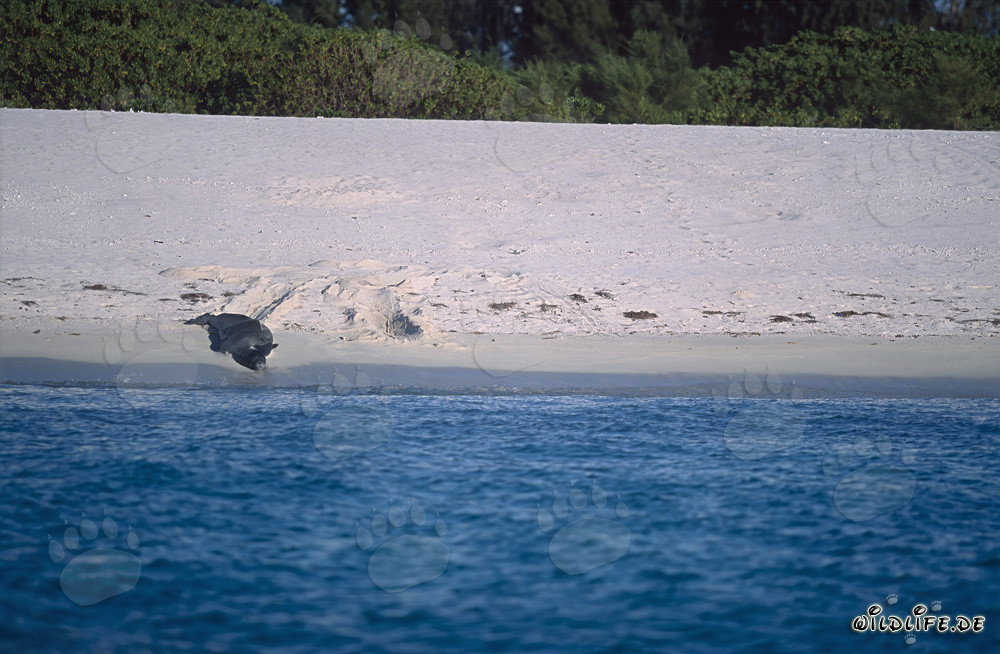 Hawaiianische Moenchsrobbe auf dem Weg zum Wasser
