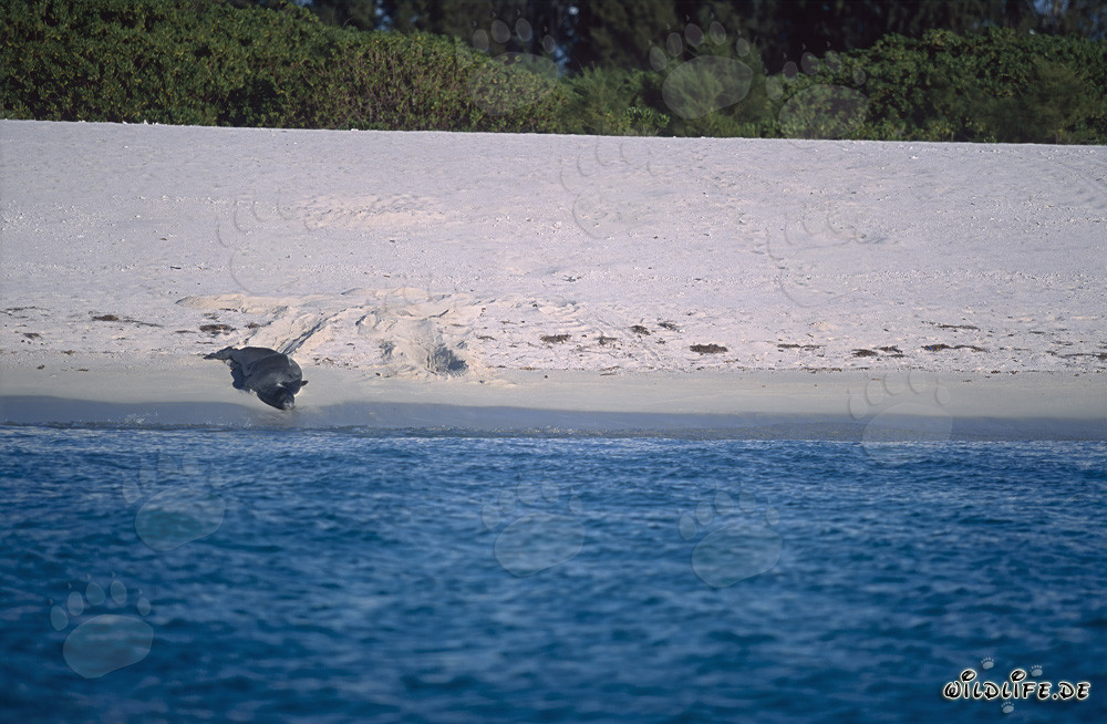 Phoque moine d'Hawaï se dirige vers l'eau