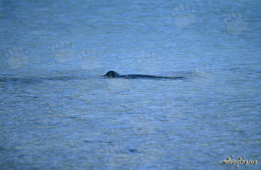 Foca monaca hawaiana che nuota in una laguna mozzafiato