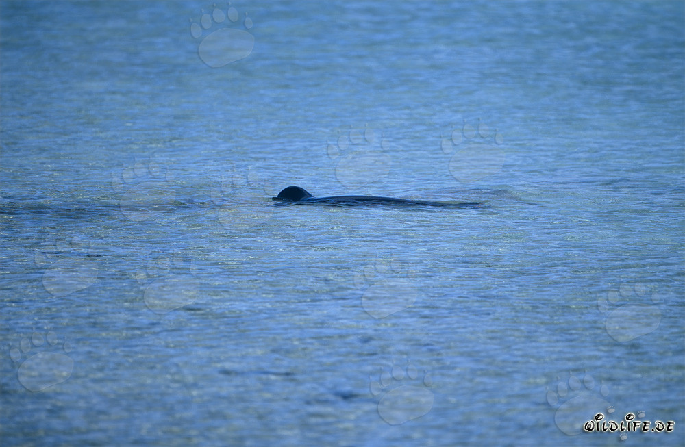 Foca monje hawaiana nadando en una laguna impresionante